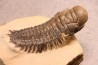 CROTALOCEPHALUS GIBBUS - Praguien - Foum Zguid, Maroc