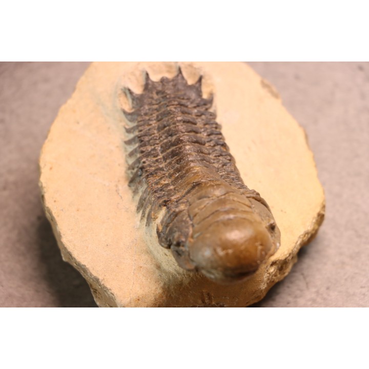 CROTALOCEPHALUS GIBBUS - Praguien - Foum Zguid, Maroc