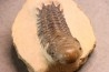 CROTALOCEPHALUS GIBBUS - Praguien - Foum Zguid, Maroc