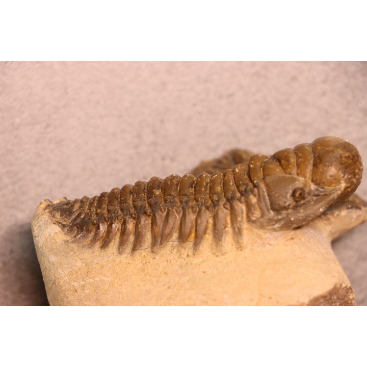CROTALOCEPHALUS GIBBUS - Praguien - Foum Zguid, Maroc