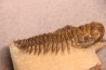 CROTALOCEPHALUS GIBBUS