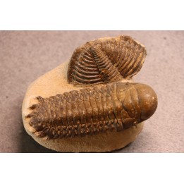 CROTALOCEPHALUS GIBBUS