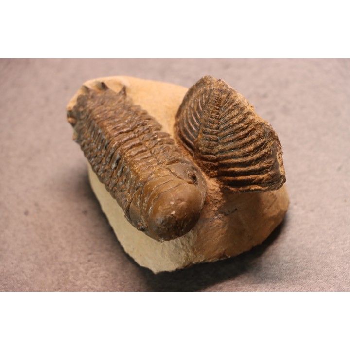 CROTALOCEPHALUS GIBBUS - Praguien - Foum Zguid, Maroc