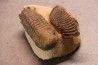 CROTALOCEPHALUS GIBBUS