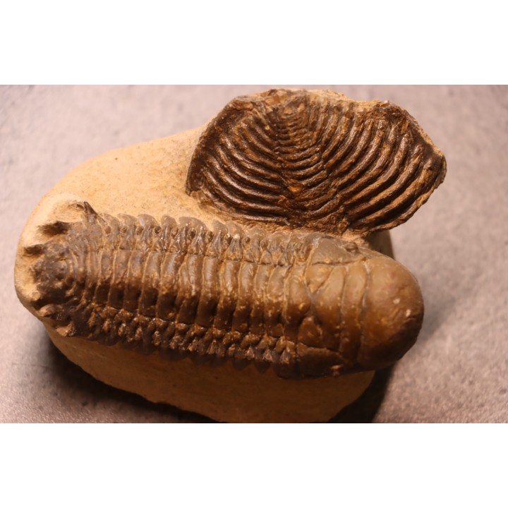 CROTALOCEPHALUS GIBBUS - Praguien - Foum Zguid, Maroc