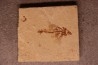 poisson volant:  Exocoetoides minor (Davis, 1887) - Cénomanien - Haquel - Byblos - LIBAN