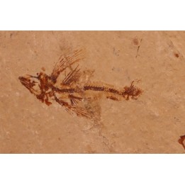 flying fish:  Exocoetoides minor (Davis, 1887) - Cénomanian  Hakil - Byblos - LIBANON