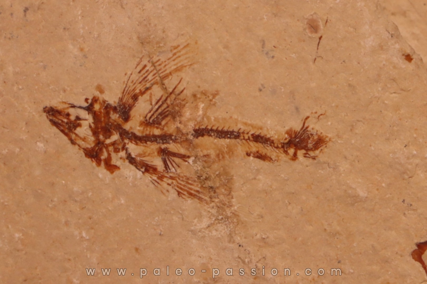flying fish: Exocoetoides minor (Davis, 1887) - Cénomanian Hakil - Byblos - LIBANON