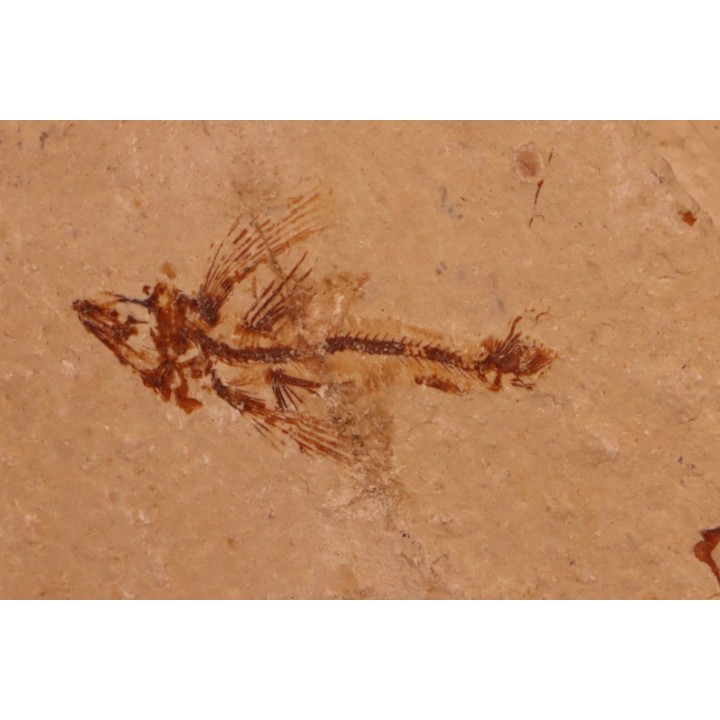 flying fish:  Exocoetoides minor (Davis, 1887) - Cénomanian  Hakil - Byblos - LIBANON