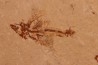poisson volant:  Exocoetoides minor (Davis, 1887) - Cénomanien - Haquel - Byblos - LIBAN