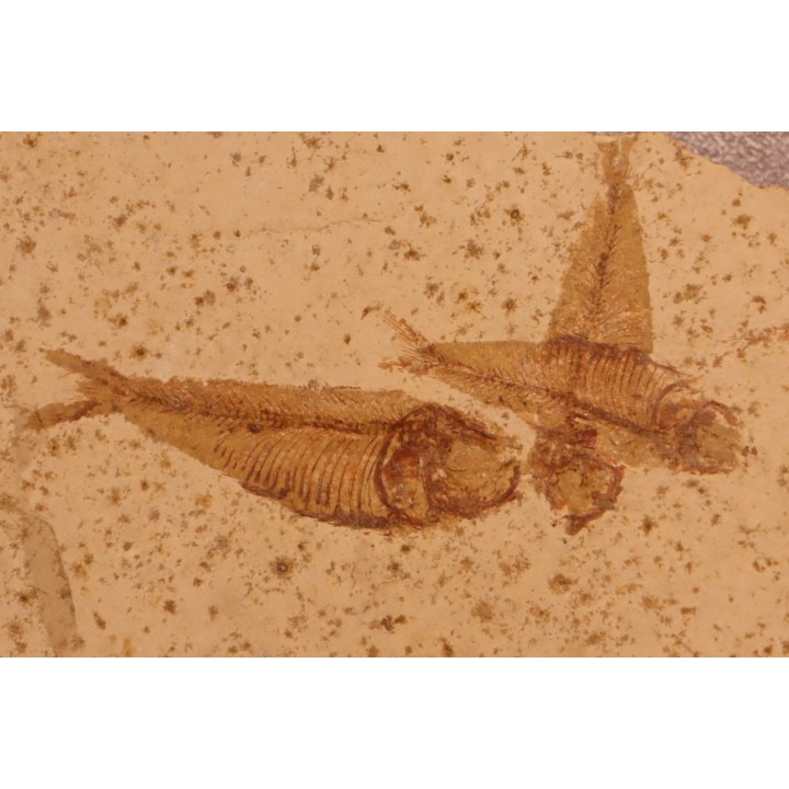 GOSIUTICHTHYS PARVUS - Eocène - green river formation  - Farson, Wyoming - USA