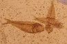 GOSIUTICHTHYS PARVUS - Eocène - green river formation - Farson, Wyoming - USA