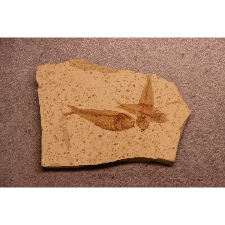 GOSIUTICHTHYS PARVUS - Eocène - green river formation  - Farson, Wyoming - USA