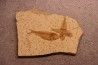 GOSIUTICHTHYS PARVUS - Eocène - green river formation - Farson, Wyoming - USA