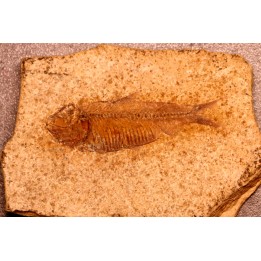 GOSIUTICHTHYS PARVUS - Eocène - green river formation - Farson, Wyoming - USA