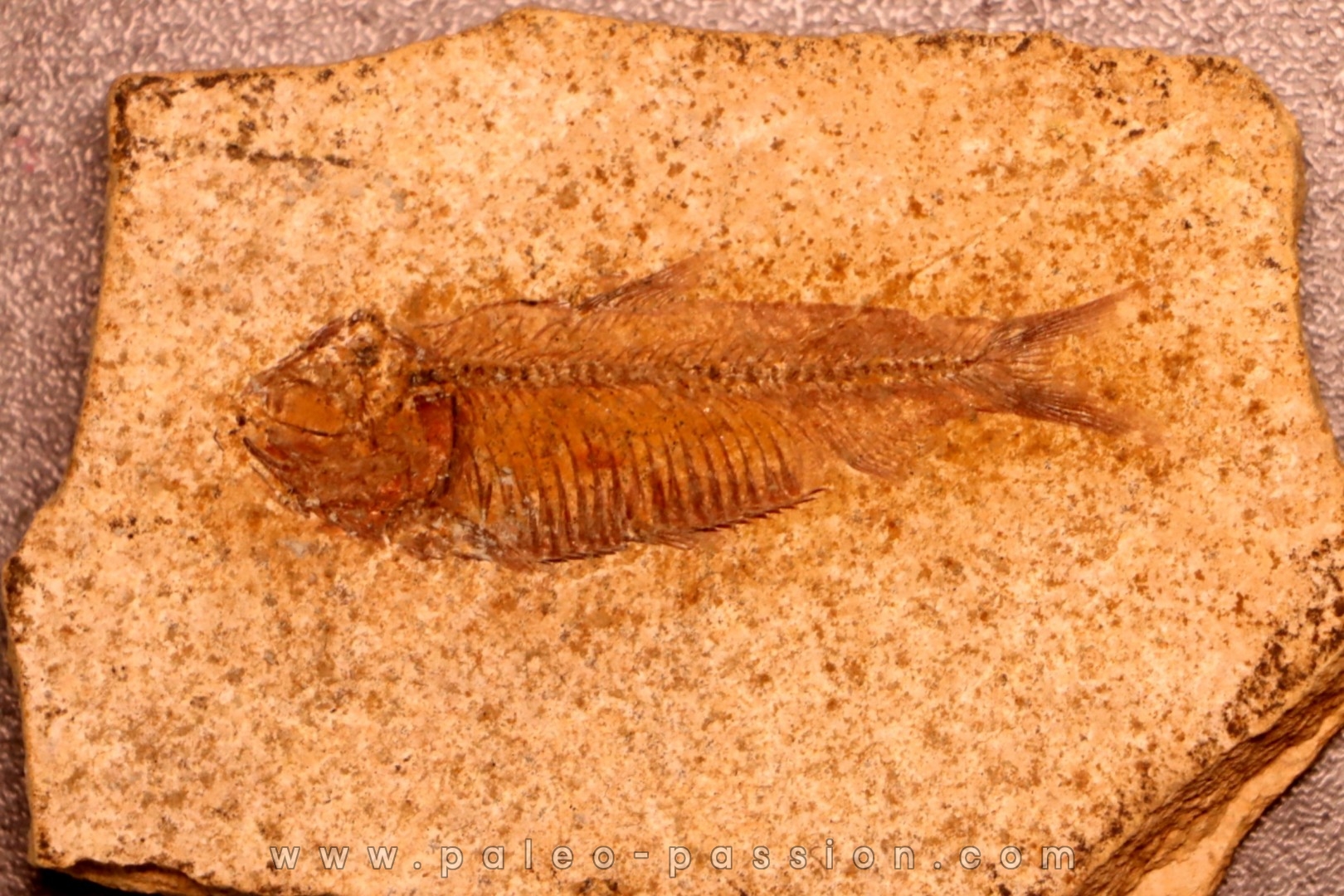 GOSIUTICHTHYS PARVUS - Eocène - green river formation - Farson, Wyoming - USA