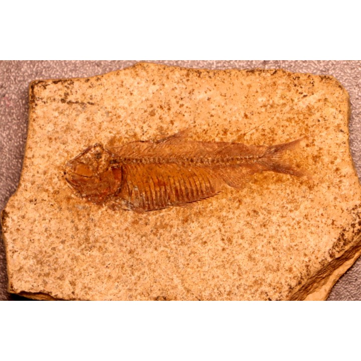 GOSIUTICHTHYS PARVUS - Eocène - green river formation - Farson, Wyoming - USA