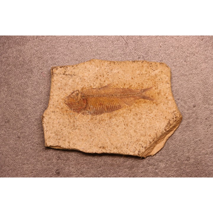 GOSIUTICHTHYS PARVUS - Eocène - green river formation - Farson, Wyoming - USA