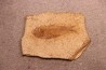 GOSIUTICHTHYS PARVUS - Eocène - green river formation - Farson, Wyoming - USA