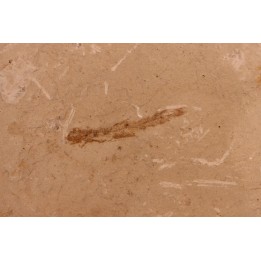 Bregmaceros albyi - pliocène - Rimini, Italy
