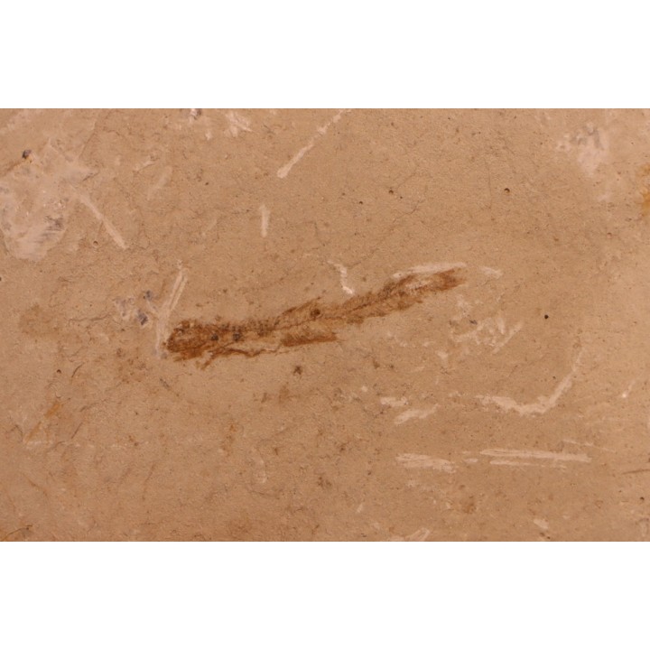 Bregmaceros albyi - pliocène - Rimini, Italy