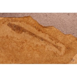 Cobitopsis acutus - Stampian - Saint Saturnin - Auvergne - FRANCE