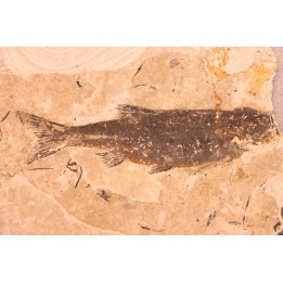 Leuciscus demasii - Tortonien - Massif du Coiron, Saint Bauzile -FRANCE