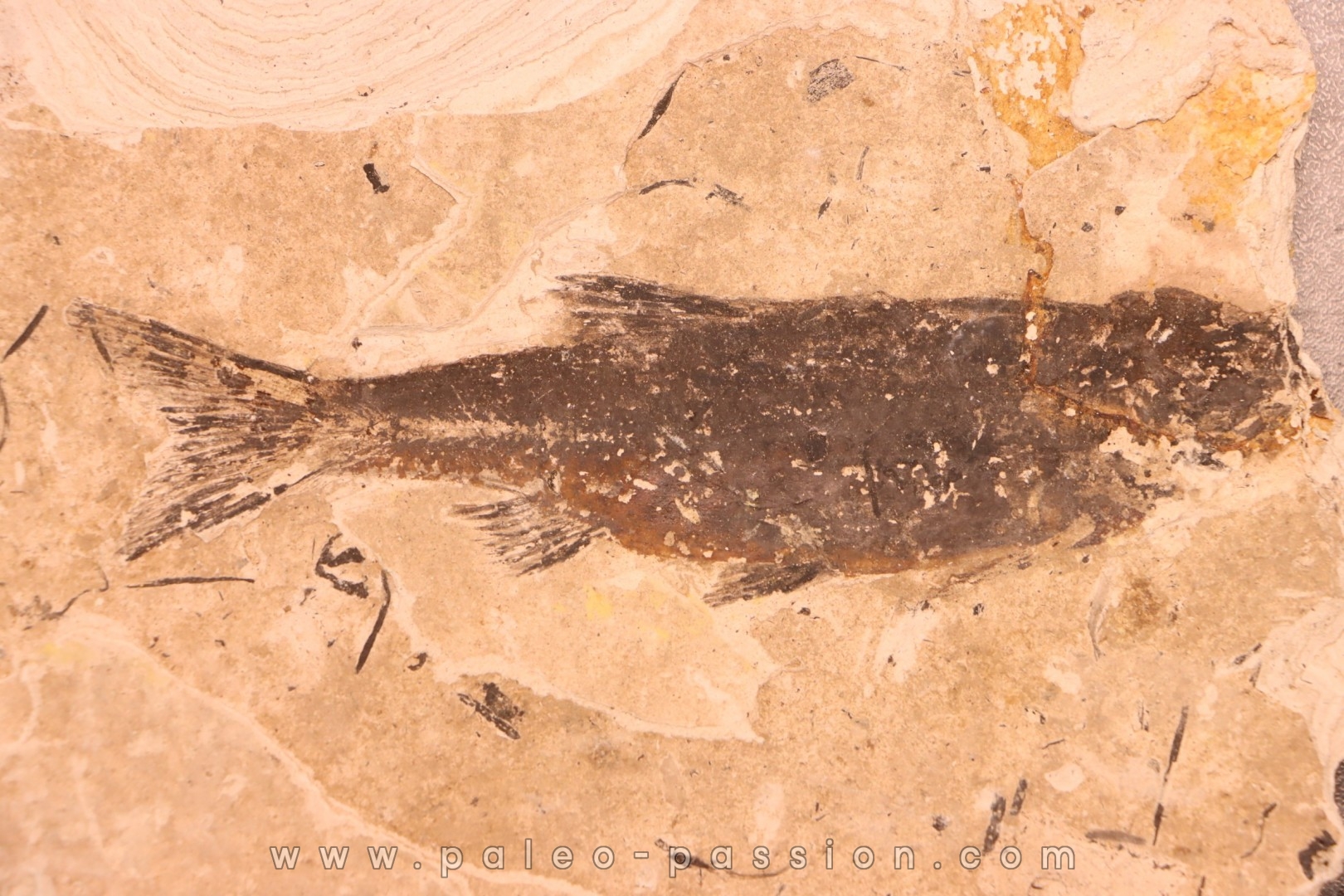 Leuciscus demasii - Tortonian - Coiron massif, Saint Bauzile - FRANCE