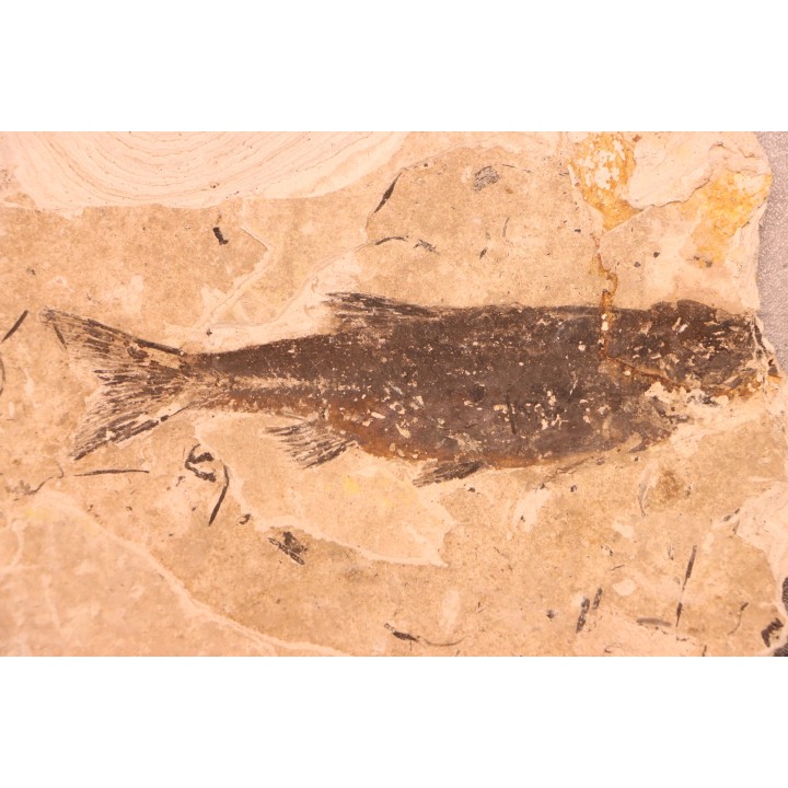 Leuciscus demasii - Tortonian - Coiron massif, Saint Bauzile - FRANCE