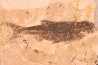 Leuciscus demasii - Tortonian - Coiron massif, Saint Bauzile - FRANCE