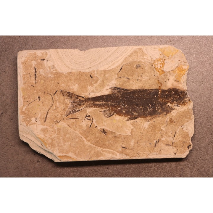 Leuciscus demasii - Tortonian - Coiron massif, Saint Bauzile - FRANCE