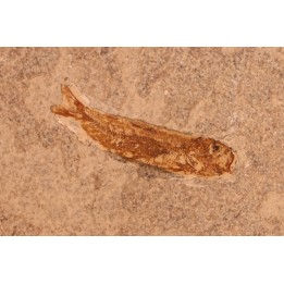 Leptolepis voithi - kimmeridgien  - Orbagnoux, France