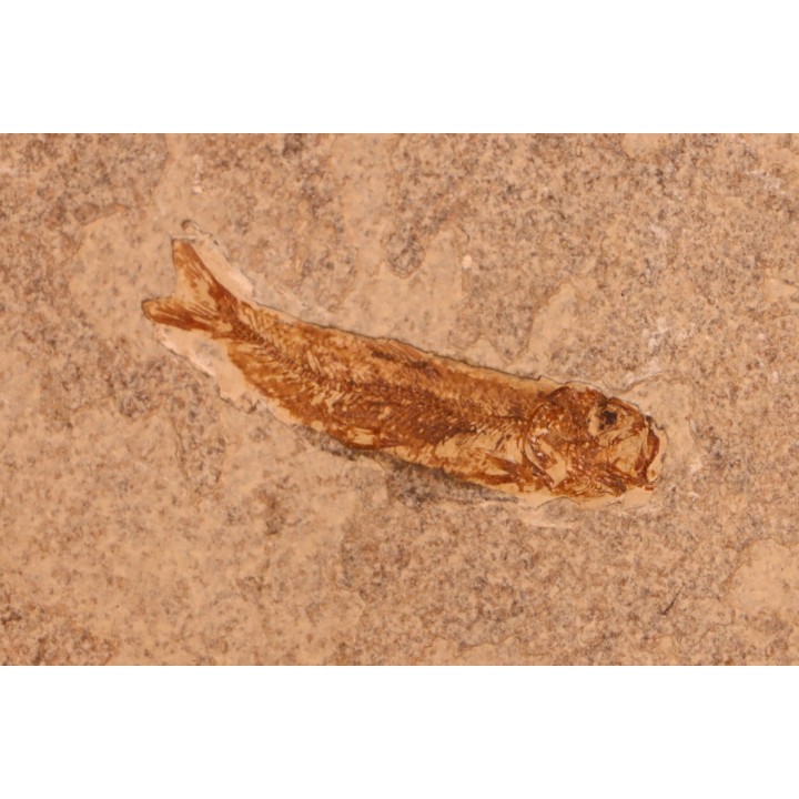 Leptolepis voithi - kimmeridgien  - Orbagnoux, France