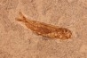 Leptolepis voithi - kimmeridgien  - Orbagnoux, France