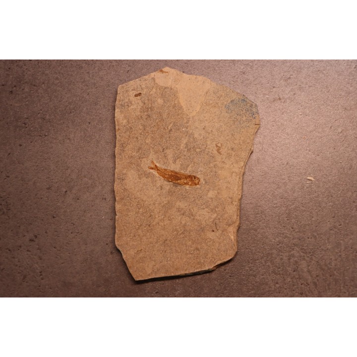 Leptolepis voithi - kimmeridgien  - Orbagnoux, France