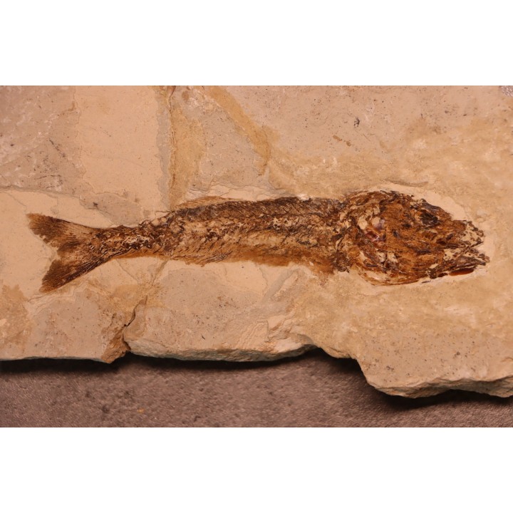 Ductor vestenae - eocene -  Monte Bolca