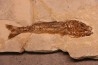 Ductor vestenae - eocene -  Monte Bolca