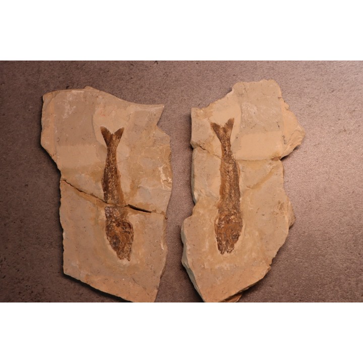 Ductor vestenae - eocene -  Monte Bolca