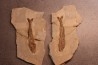 Ductor vestenae - eocene -  Monte Bolca