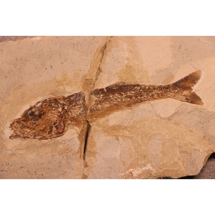 Ductor vestenae - eocene -  Monte Bolca