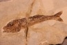 Ductor vestenae - eocene -  Monte Bolca