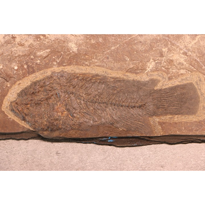 Asineops squamifrons - Eocène -  green river fmt - Lake Gosiute, Wyoming - USA