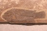 Asineops squamifrons - Eocène -  green river fmt - Lake Gosiute, Wyoming - USA