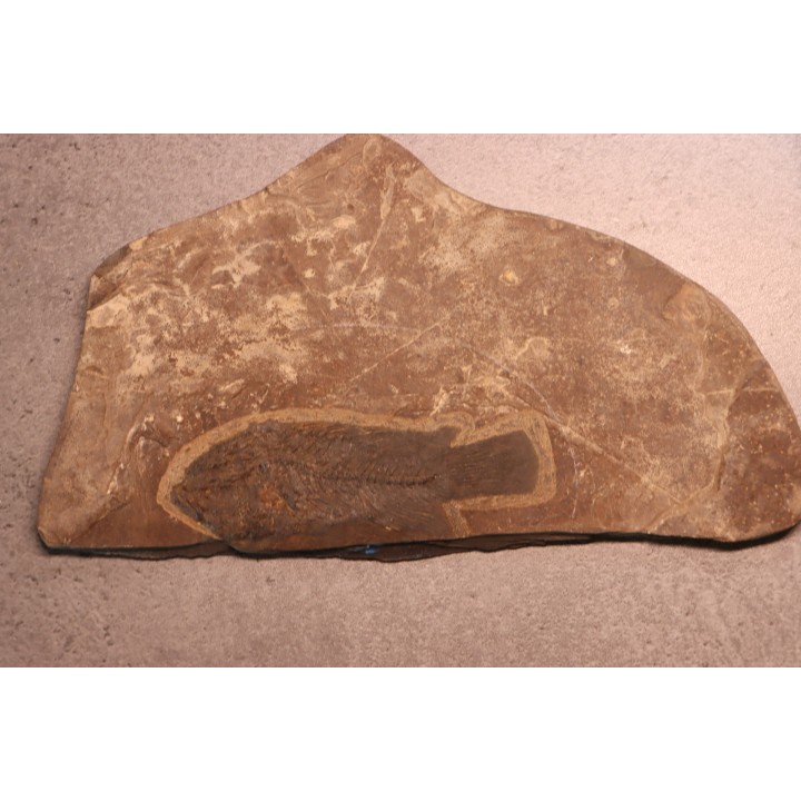 Asineops squamifrons - Eocène -  green river fmt - Lake Gosiute, Wyoming - USA