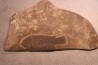 Asineops squamifrons - Eocène -  green river fmt - Lake Gosiute, Wyoming - USA
