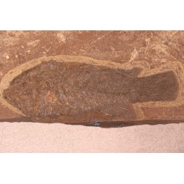 Asineops squamifrons - Eocène -  green river fmt - Lake Gosiute, Wyoming - USA