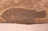 Asineops squamifrons - Eocène -  green river fmt - Lake Gosiute, Wyoming - USA