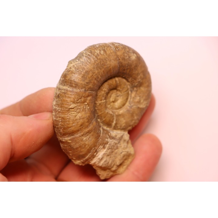 Lytoceras fimbriatum - Carixien - Pulnoy - FRANCE