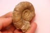 Lytoceras fimbriatum - Carixien - Pulnoy - FRANCE