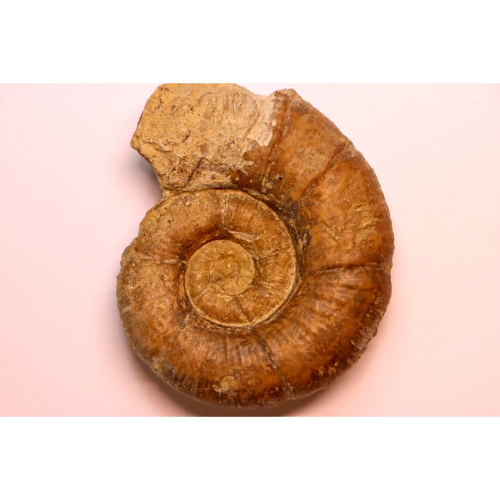 Lytoceras fimbriatum - Carixien - Pulnoy - FRANCE